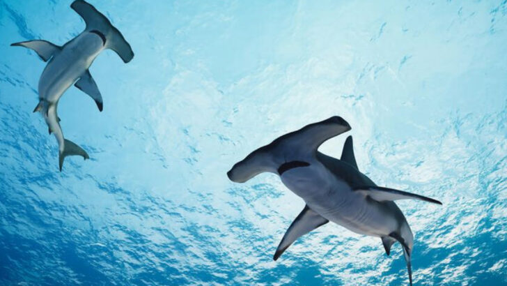 12 Sharks You’d Never Want to Meet in Open Water