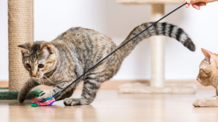 12 Simple Ways to Help Your Cat Feel at Home Indoors