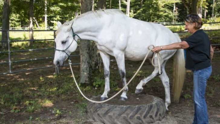 12 Simple Ways to Keep Your Horse Happy and Busy This Summer