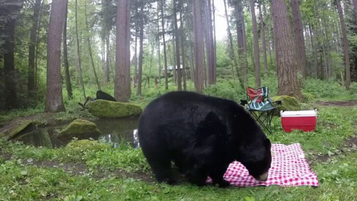 12 Smart Ways to Keep Black Bears Away from Your Campsite