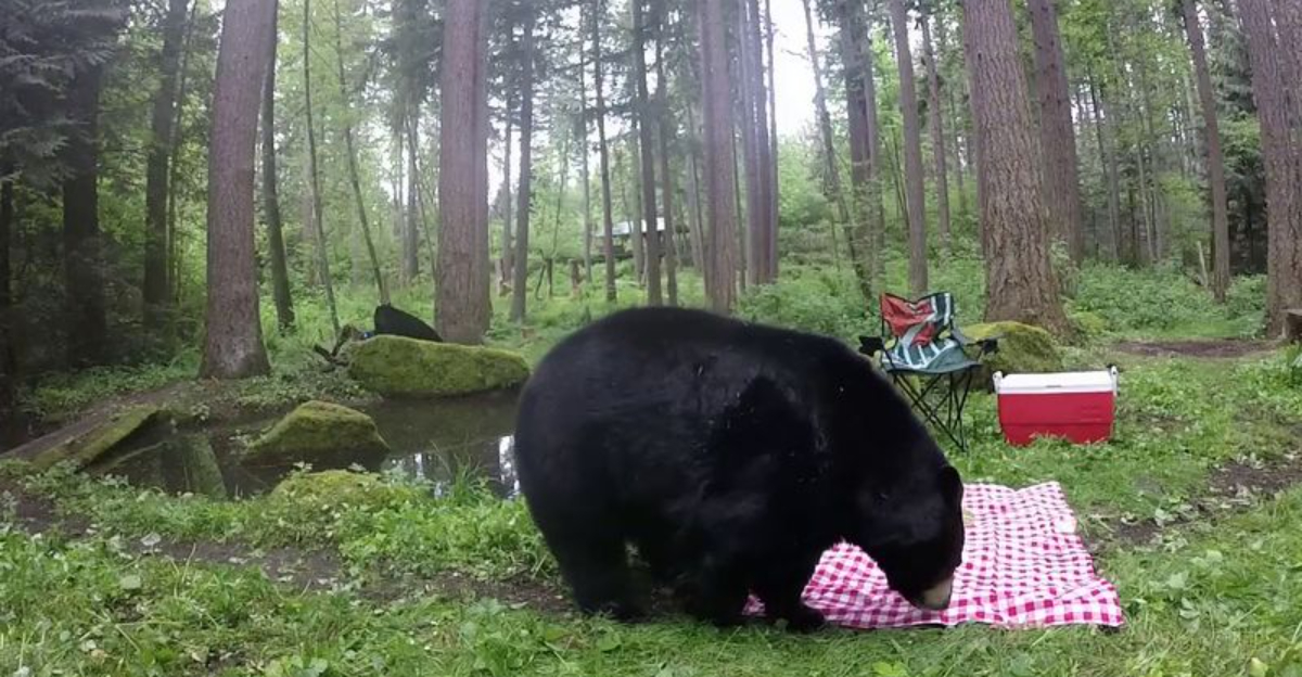 12 Smart Ways to Keep Black Bears Away from Your Campsite - Exploring ...