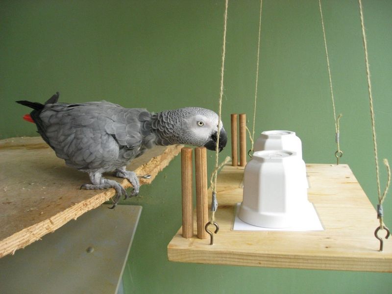 African Grey Parrot