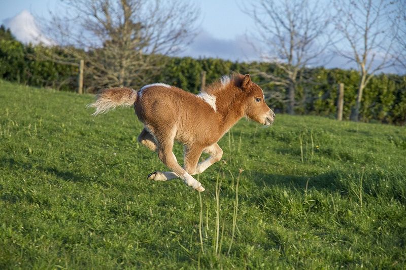 Unexpected Agility