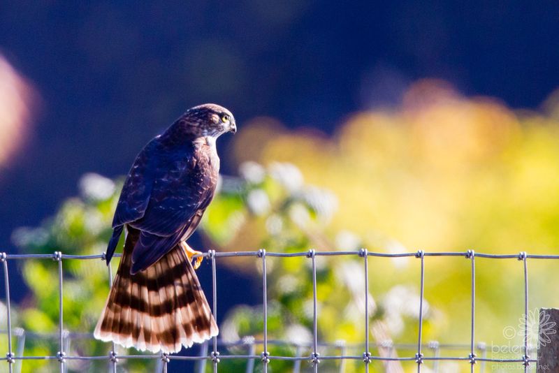 Predatory Birds