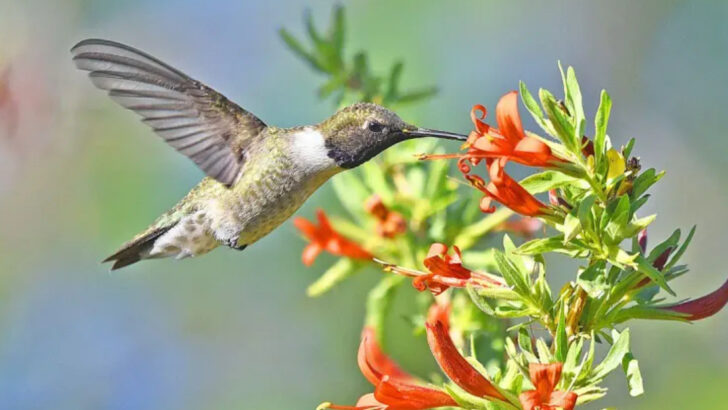 12 Things Scaring Hummingbirds Away From Your Yard