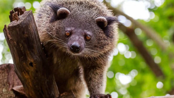 12 Things That Make the Binturong a Forest Hero (And 4 That Make It So Strange)