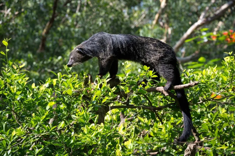 Seed Disperser Extraordinaire