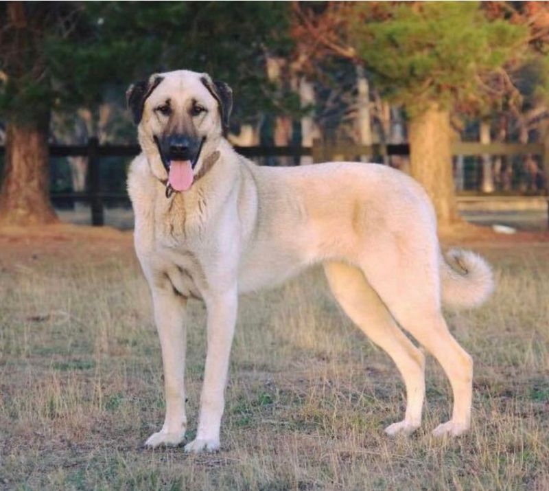 The Gentle Giant