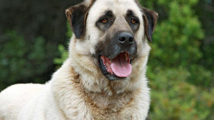12 Things to Know Before Owning an Anatolian Shepherd Dog (Kangal)