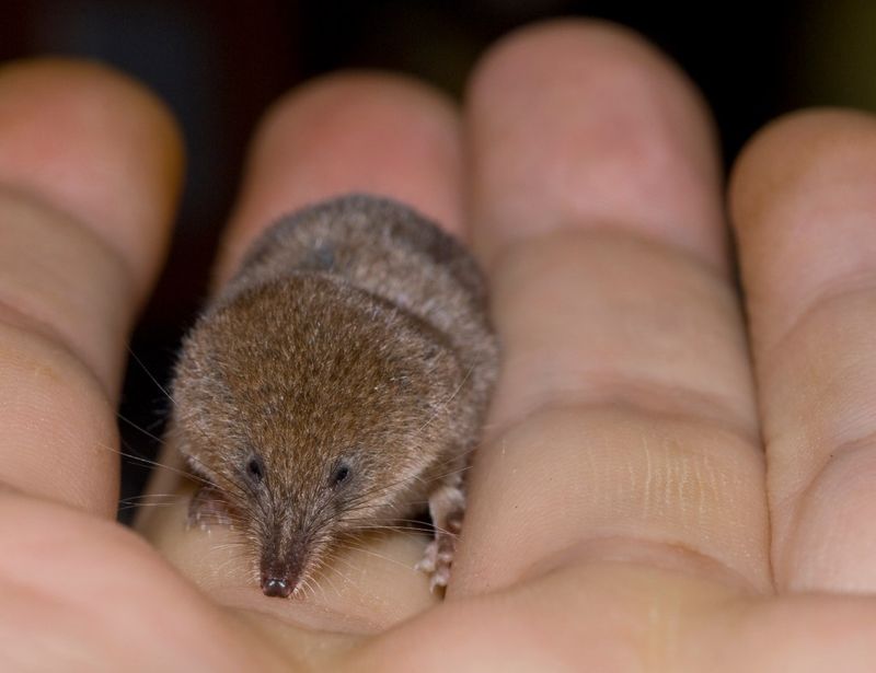American Pygmy Shrew