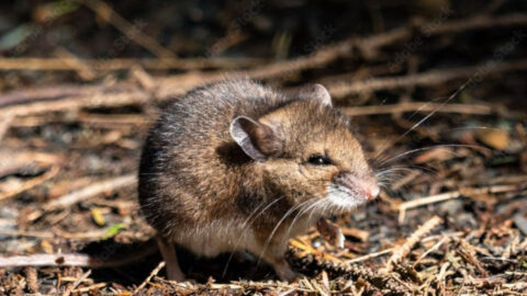 12 Tiny Mammals You’ll Barely Notice—And 6 Even Smaller Ones Found in ...