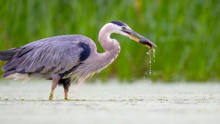 12 Types of Heron Birds and Where To Find Them