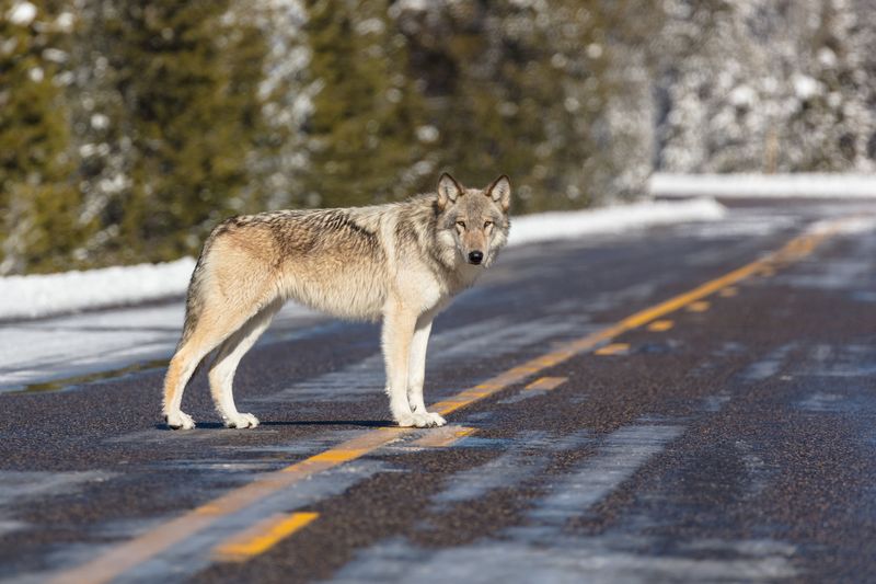 Wyoming