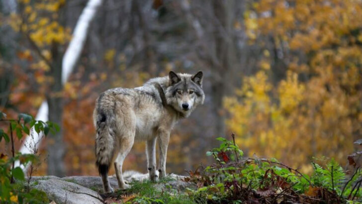 12 U.S. States Where Wolves Are Quietly Spreading Again—and 5 More That Could Be Next