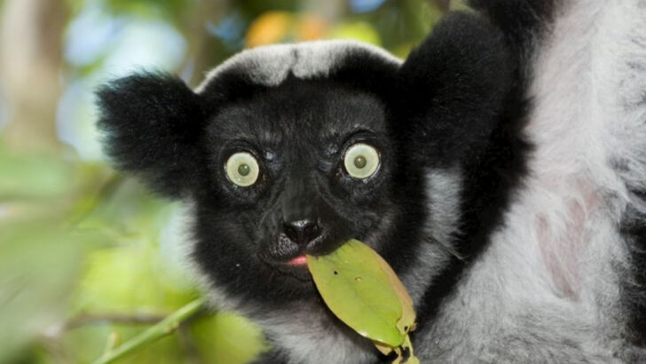 12 Wild Animals So Rare They’re Almost Myths—and 5 More That Only Show Themselves Once in a Lifetime