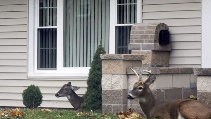 12 Wild Animals That Now Thrive in U.S. Cities—and 6 That Might Already Be in Your Backyard