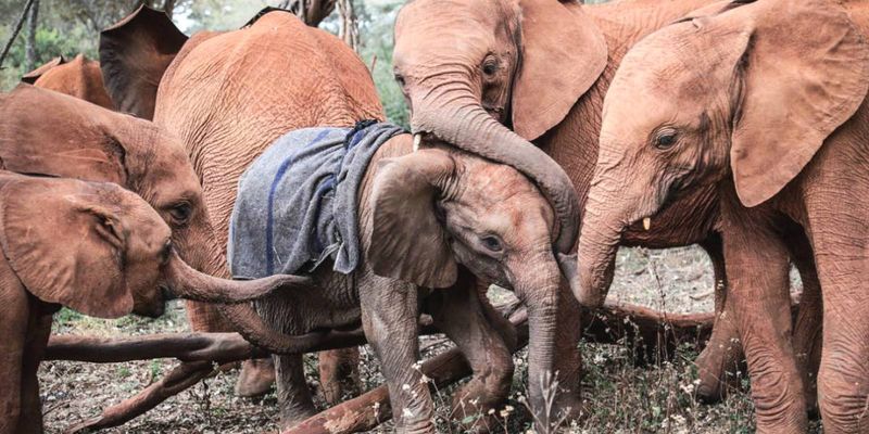 African Elephant