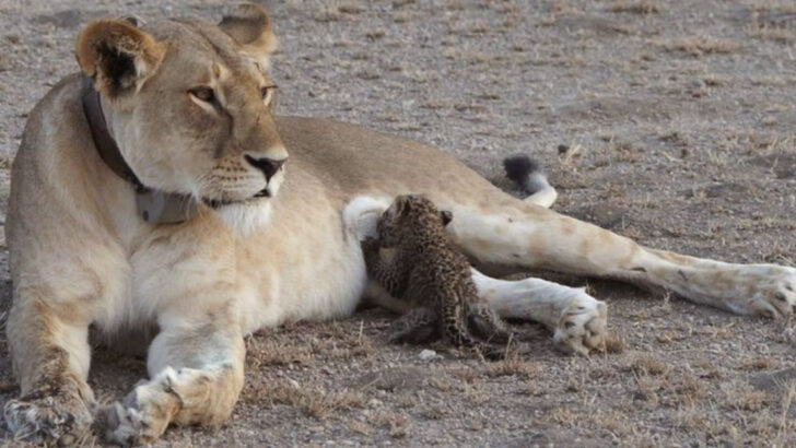 12 Wild Animals That Raise Orphans—Even When They’re Not Their Own