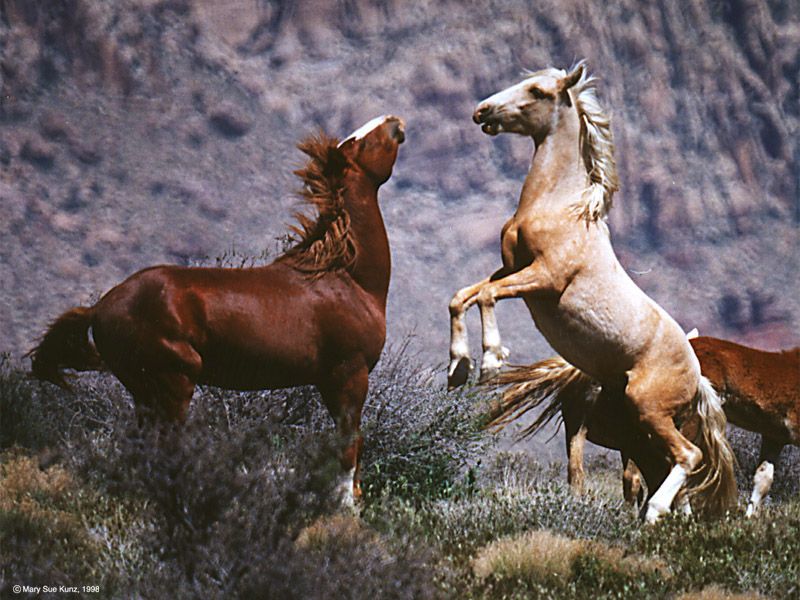 Pryor Mountain Mustangs