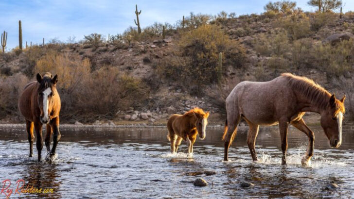 12 Wild Horses Still Roaming the U.S. — And the States Where You Can Find Them