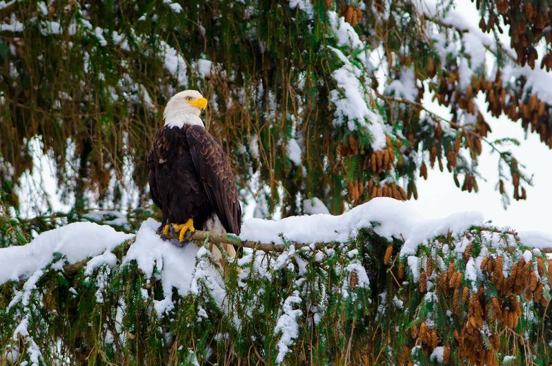 The Bald Eagle