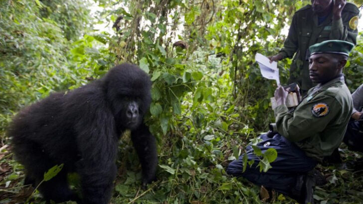 12 Wildlife Conservation Success Stories That Inspire—and 4 Species Still Hanging by a Thread