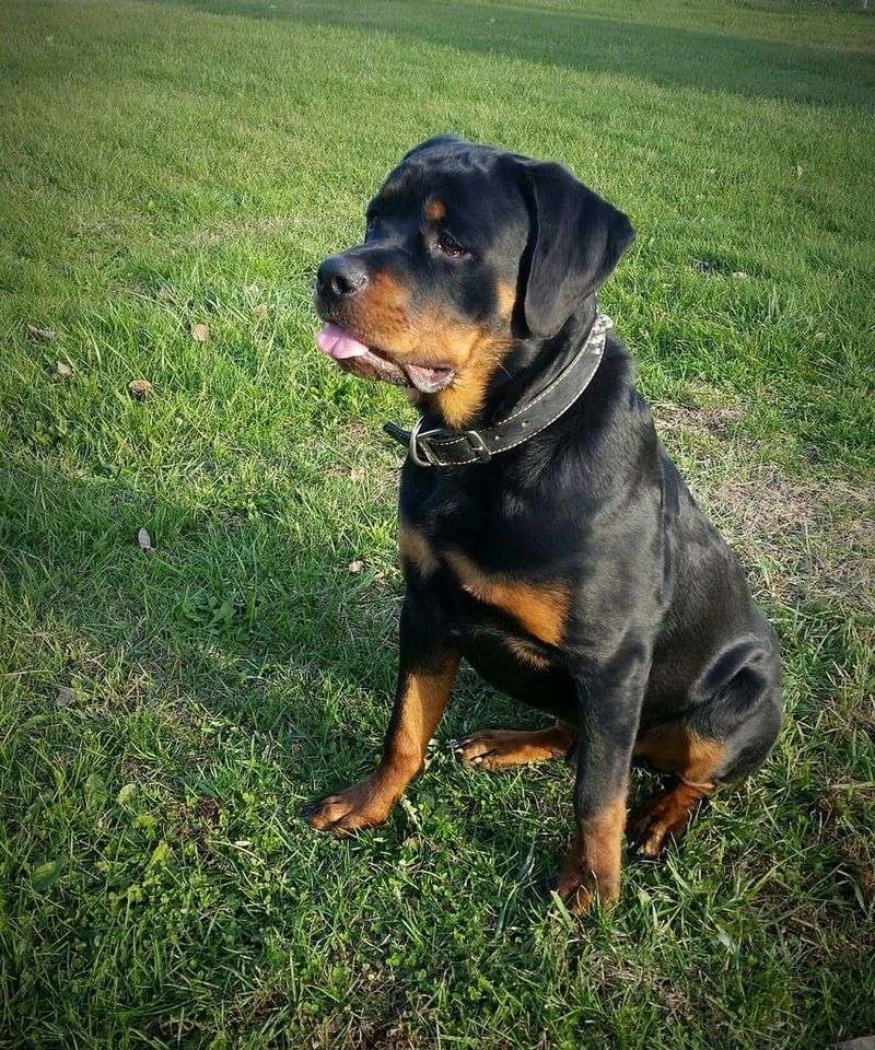 Sit – The Canine Classic