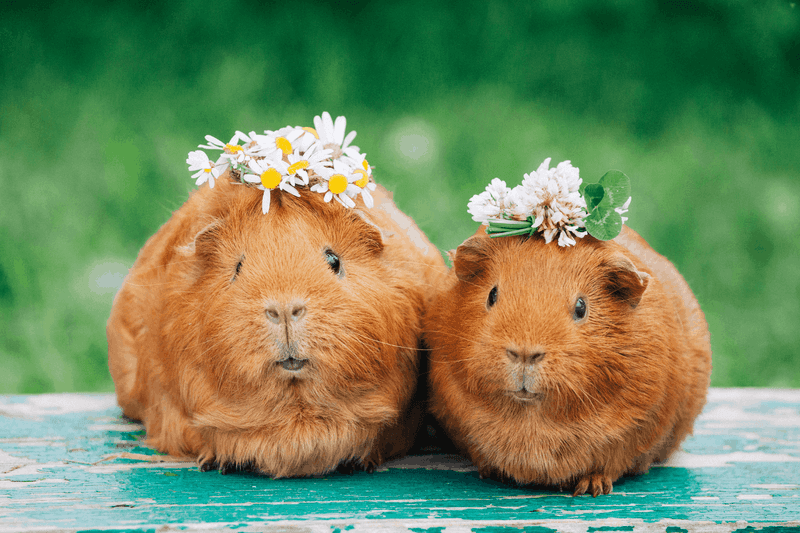 13. Guinea Pigs Have Unique Personalities