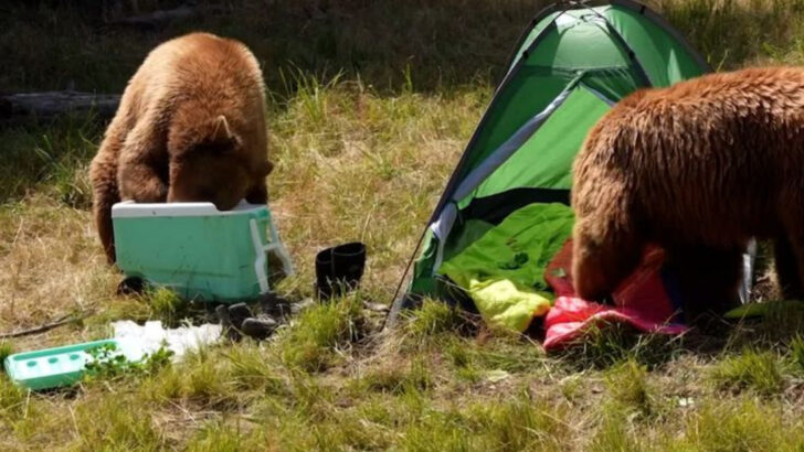 13 Animals That Crash Campsites When You’re Not Looking