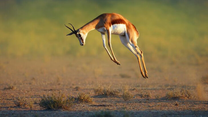 13 Animals That Jump So High, You’ll Swear It’s CGI