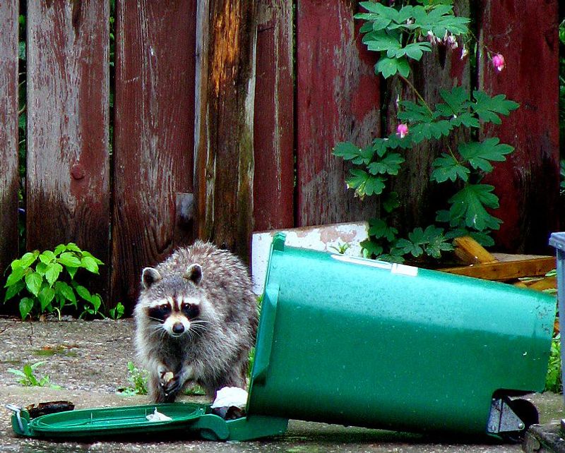 Raccoons