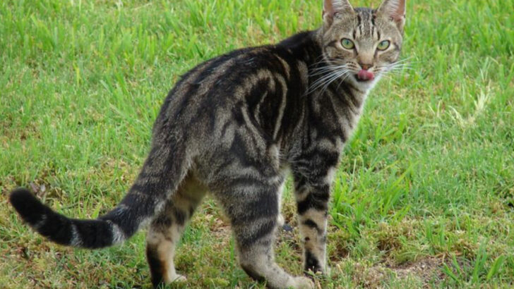 13 Animals You Should Never Release Back Into the Wild (And 5 You Definitely Should)