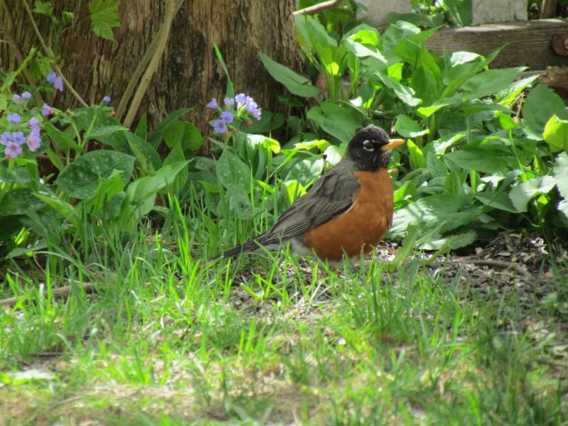 American Robin