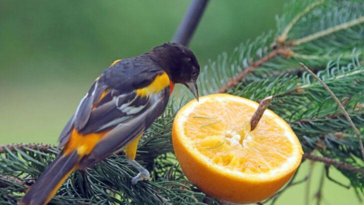 13 Backyard Birds That Brighten Summer Mornings—and 7 That Might Nest Near You This Month