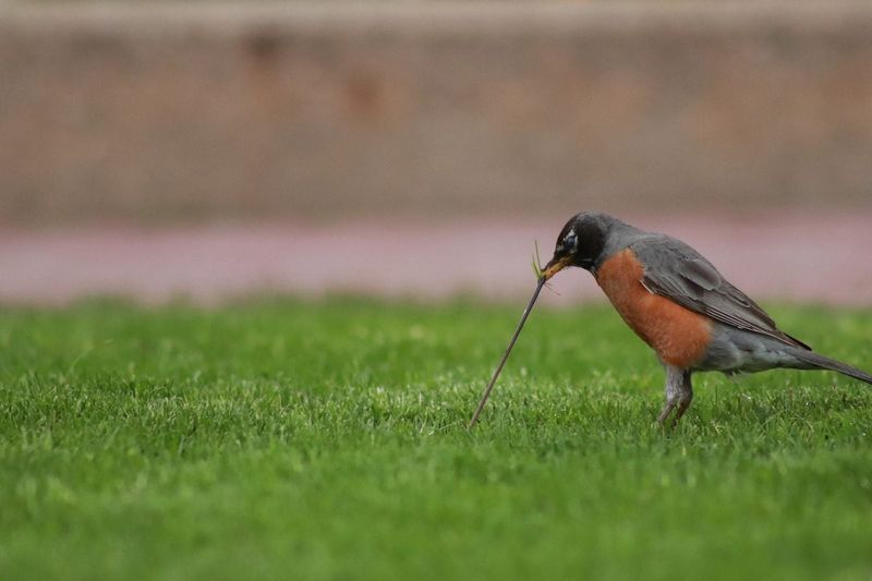 American Robin