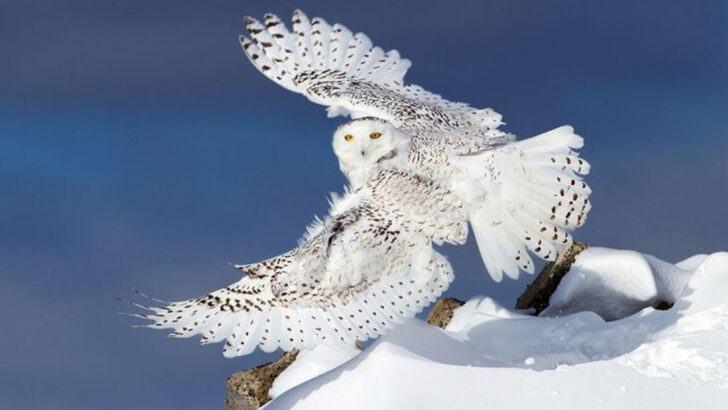 13 Birds Every American Sees and 7 Rare Ones You’re Lucky to Spot