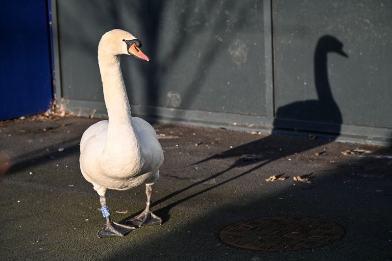 Mute Swan