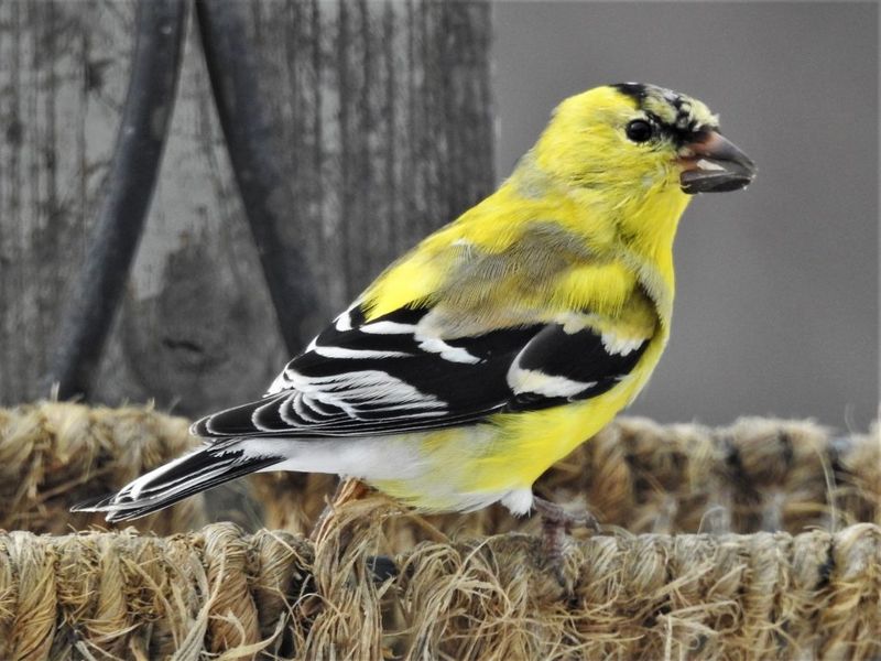 American Goldfinch