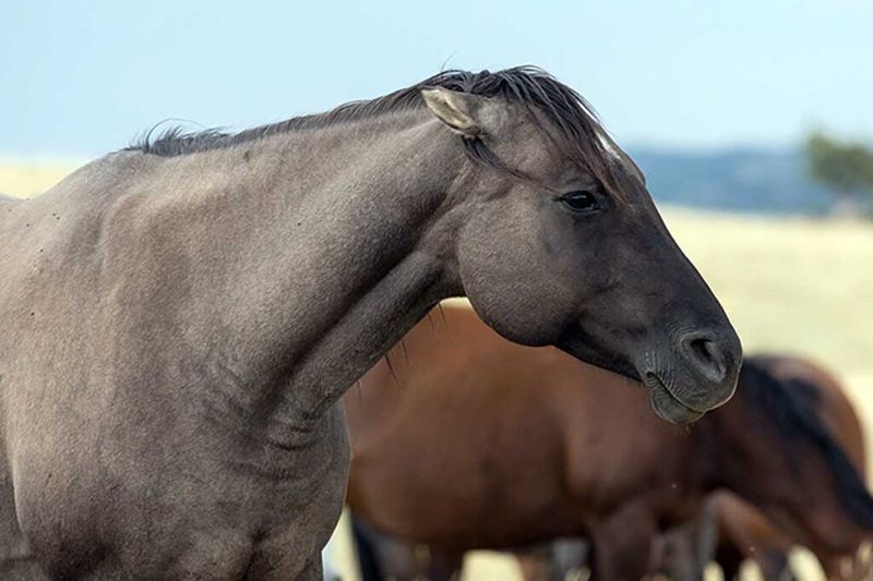 1. Ear Pinning