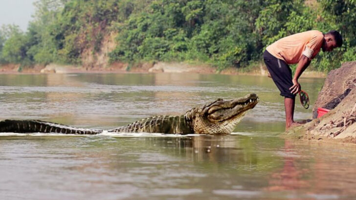 13 Deadly Hunters That Target Humans and 7 That Aren’t Usually a Danger