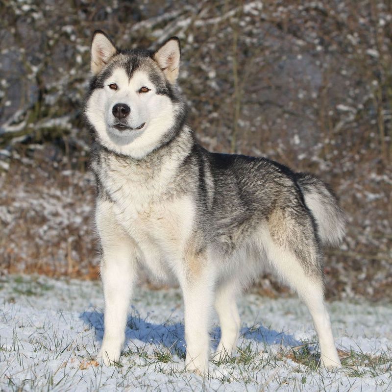 Alaskan Malamute