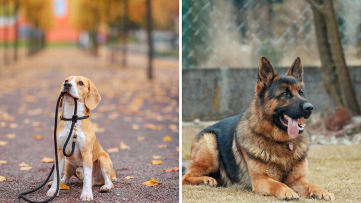 13 Dog Breeds That Create the Deepest Bonds With Their Owners