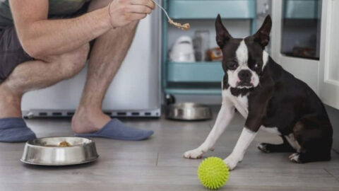 13 Dog Habits That Secretly Mean They’re Anxious (And How to Help Right ...