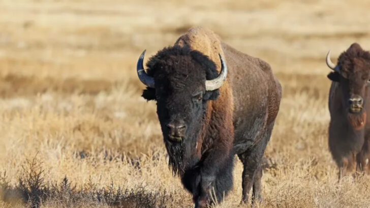 13 Extinct Species That Came Back—And 10 That Are Gone for Good