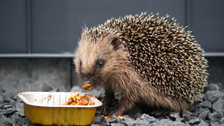13 Foods Hedgehogs Can Safely Eat—And 4 That Could Be Harmful Without You Realizing It