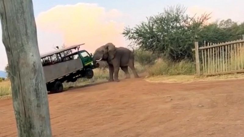 Elephant