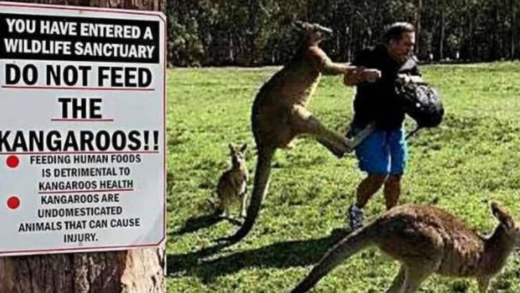 13 Harmless-Looking Animals That Have Killed People (And How It Happened)