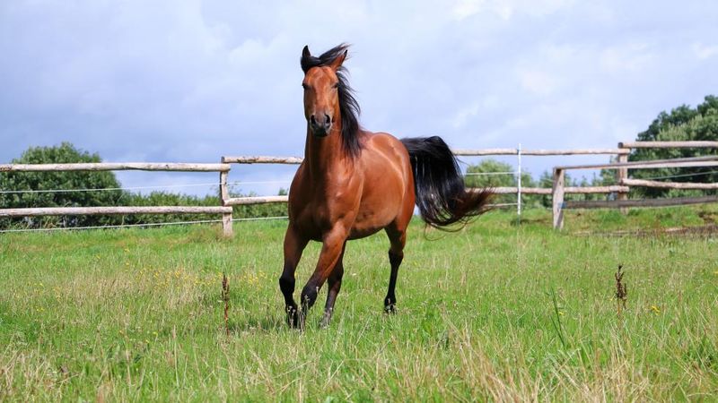American Quarter Horse