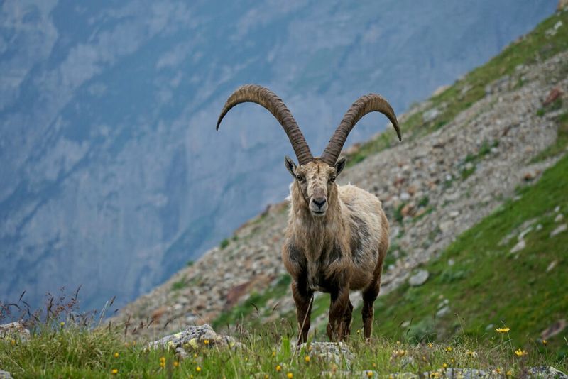 Alpine Ibex