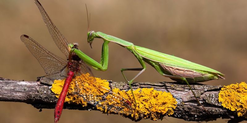 Praying Mantis